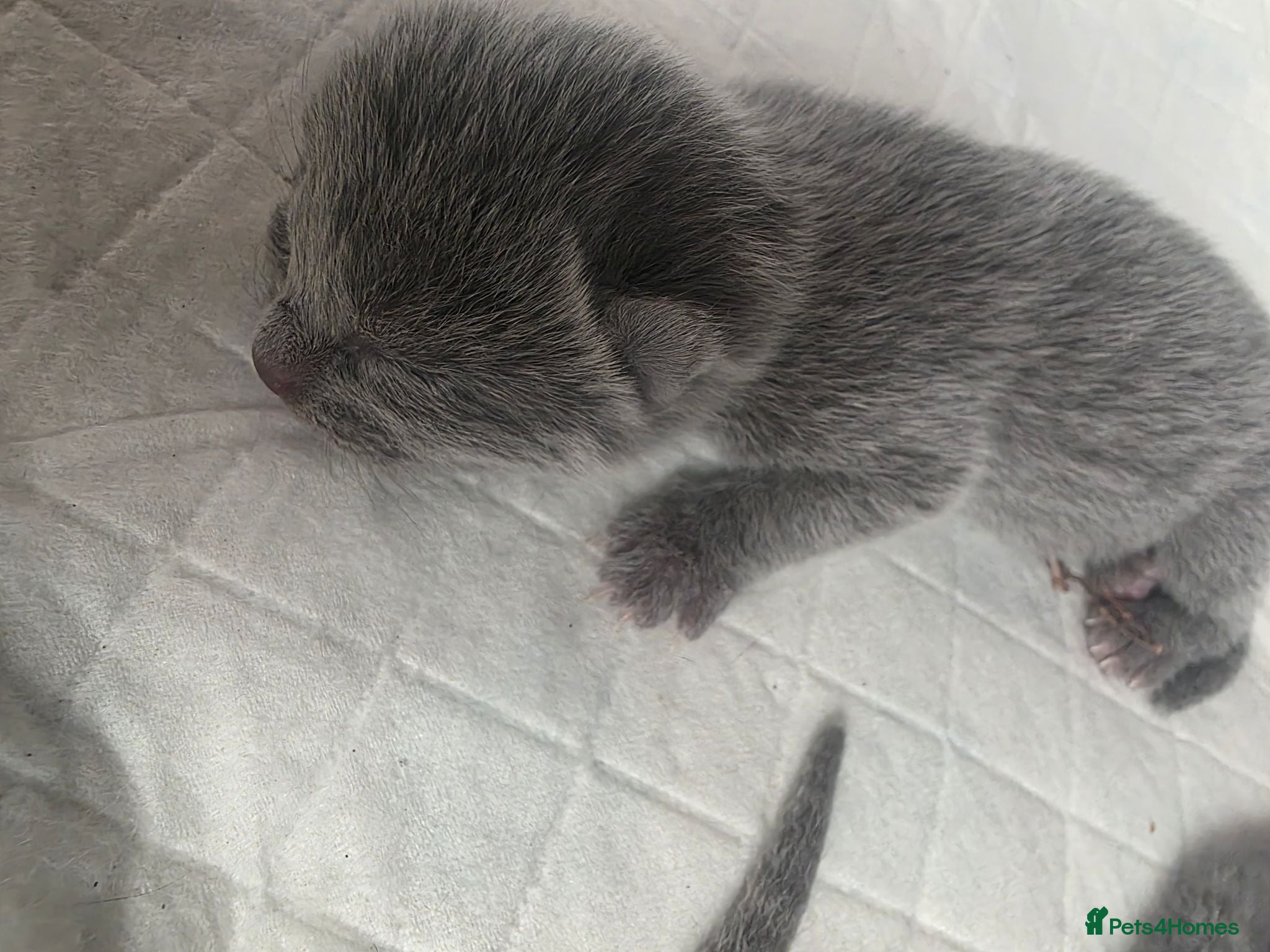 Russian Blue cats 🐾 Beautiful Russian Blue Kittens 🐾 - Advert 2