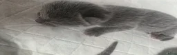 Russian Blue cats for sale: 🐾 Beautiful Russian Blue Kittens 🐾 - Advert 4
