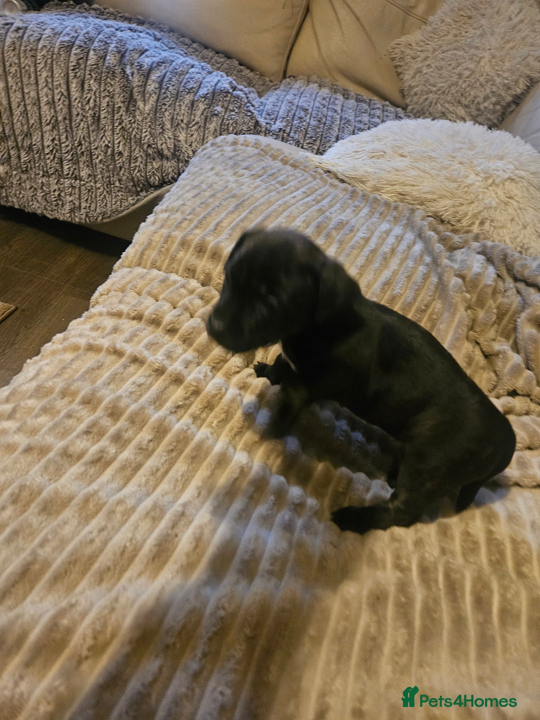 Mixed Breed dogs for sale: Staffy cross jacksui - Advert 36