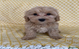 Maltipoo dogs for sale: WAITING LIST NOW OPEN Beautiful h/tested maltipoos - Image 6