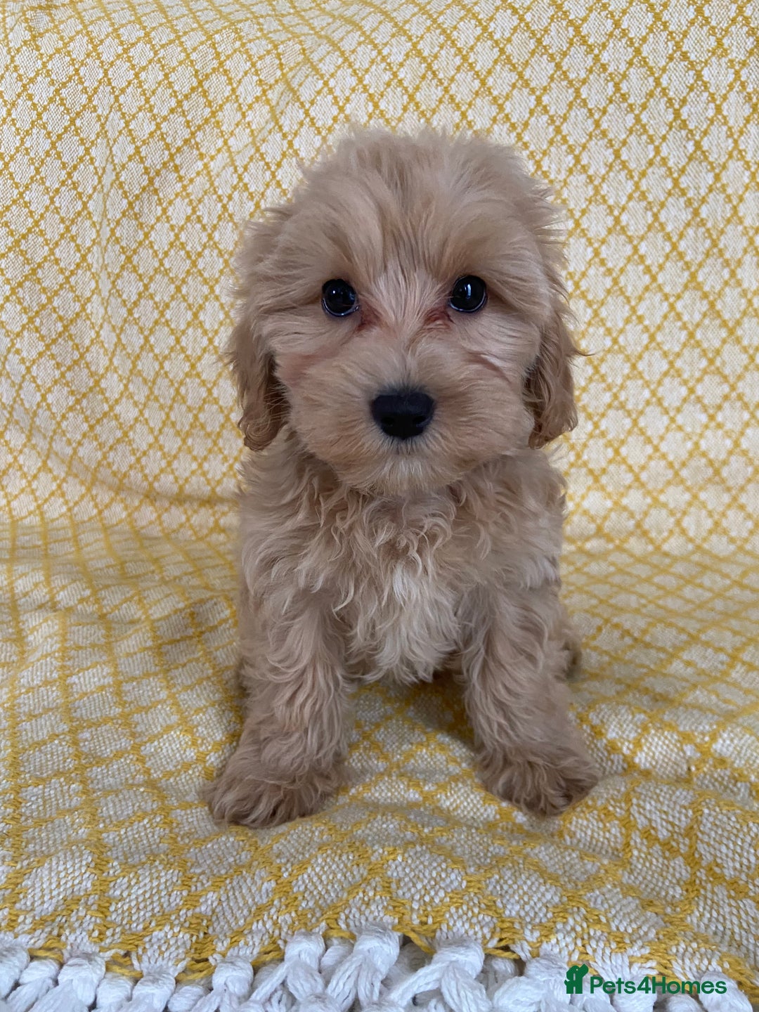 Maltipoo dogs for sale: WAITING LIST NOW OPEN Beautiful h/tested maltipoos - Image 6