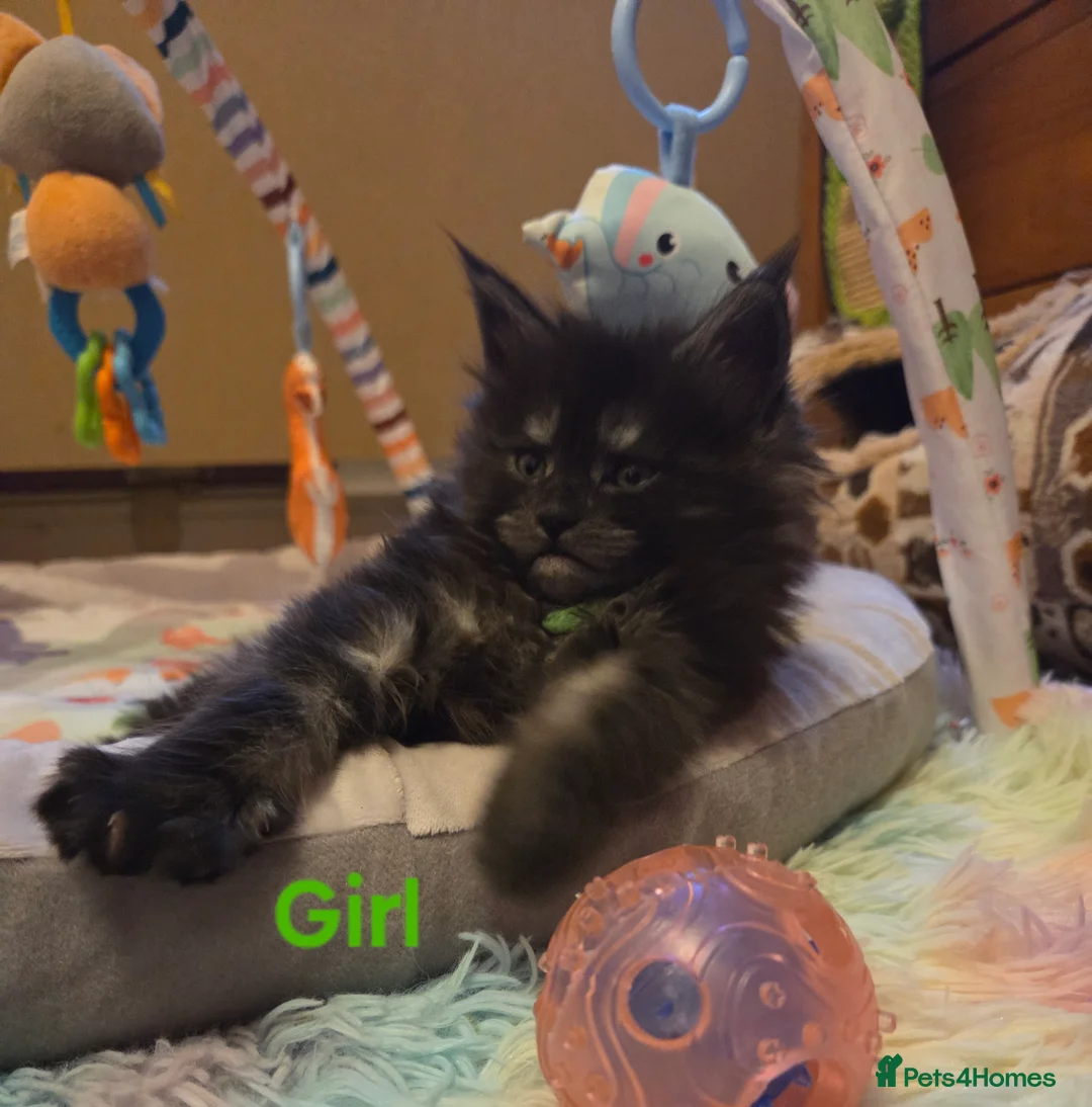 Maine Coon cats for sale: Tica reg Mainecoon kittens 1 boy left - Advert 8