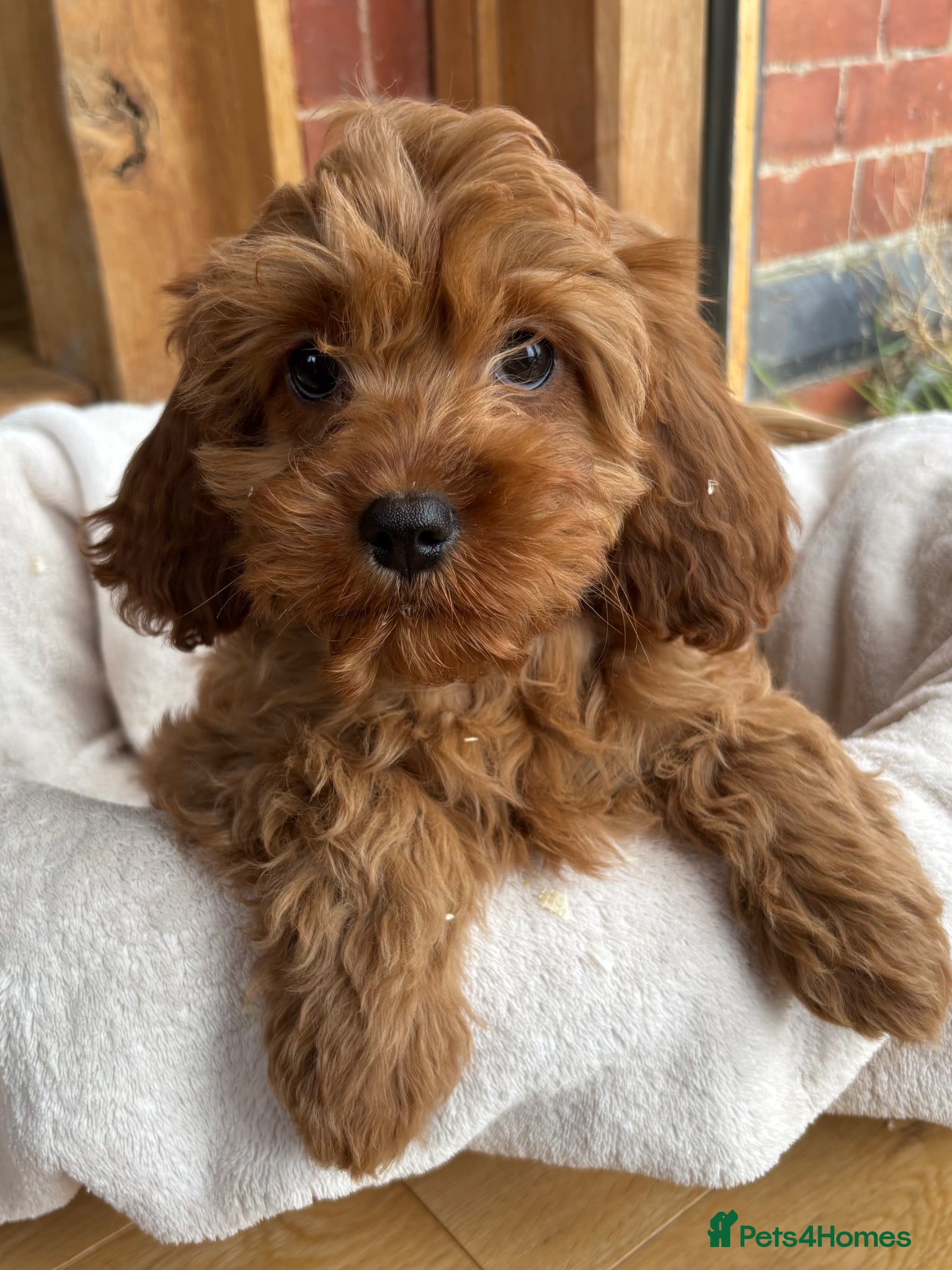 Cavapoo dogs 🌟 DNA Tested KC Parents Red F1 Cavapoo Puppies - Advert 15
