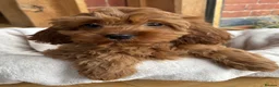 Cavapoo dogs for sale: 🌟 DNA Tested KC Parents Red F1 Cavapoo Puppies - Advert 32