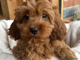 Cavapoo dogs 🌟 DNA Tested KC Parents Red F1 Cavapoo Puppies - Advert 14