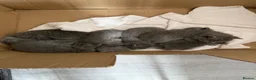 British Shorthair cats for sale: British shorthair (blue)  - Advert 2