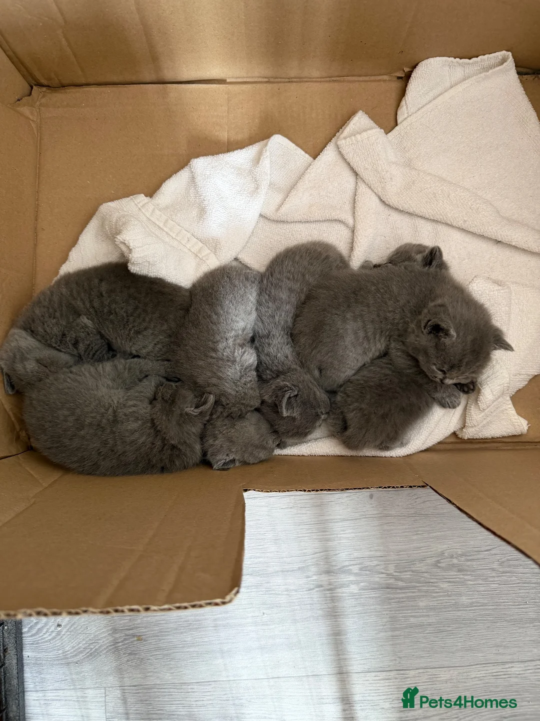 British Shorthair cats for sale: British shorthair (blue)  - Advert 2