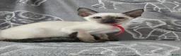 Siamese cats for sale: Adorable siamese kittens. in Blackwood - Advert 13