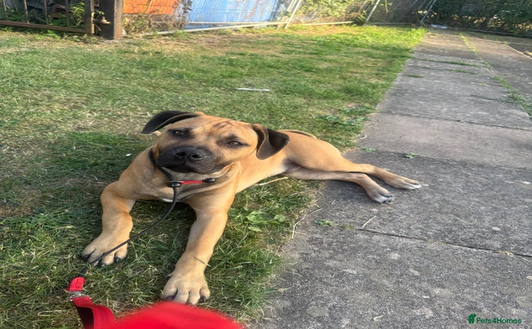 Mixed Breed dogs - Advert 1