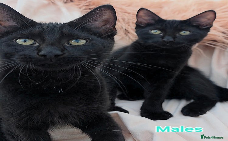 Mixed Breed cats - Advert 9