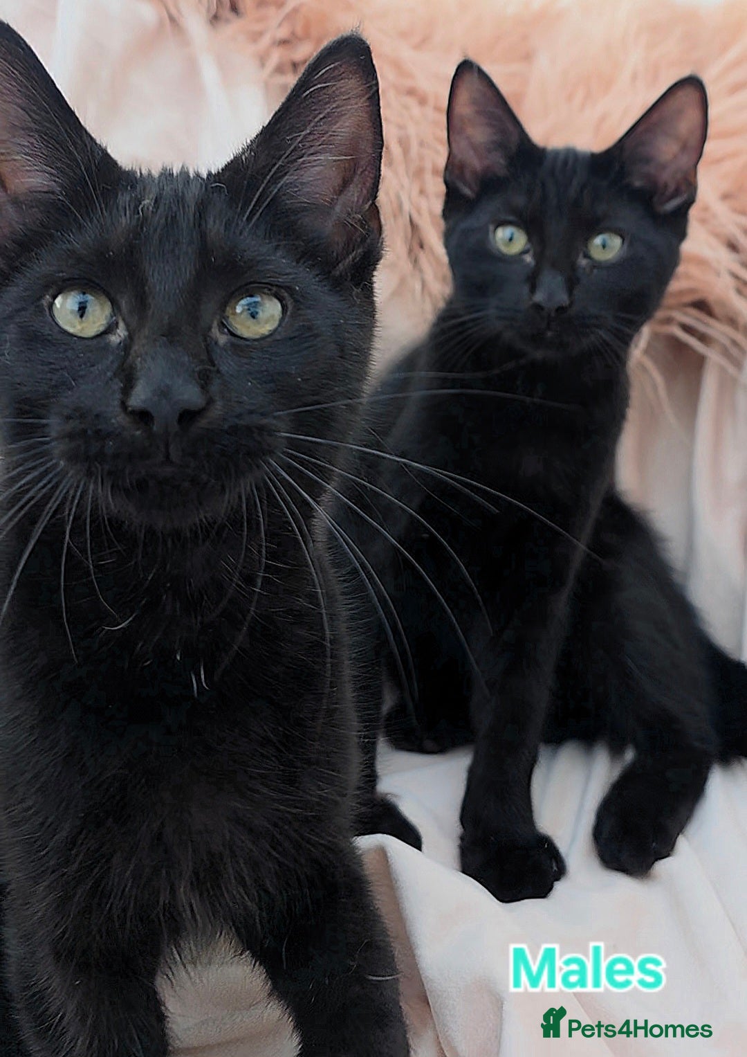 Mixed Breed cats for sale: 4 Maine Coon X Kittens Ready To Leave!!! - Image 14