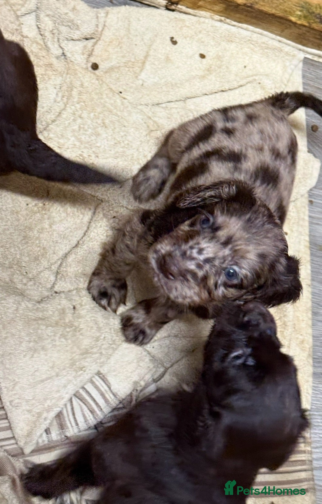 Cocker Spaniel dogs Chocolate merle and family - Advert 1