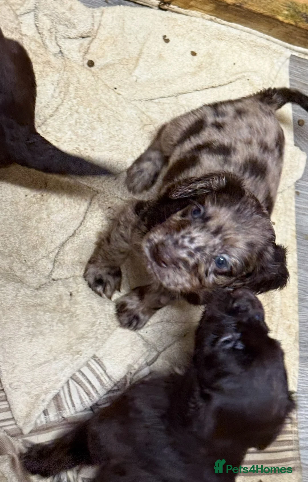 Cocker Spaniel dogs for sale: Chocolate merle and family - Advert 1