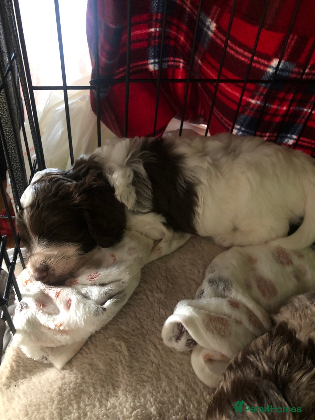 Cockapoo dogs for sale: Cockerpoo f1b puppies for sale  - Image 11