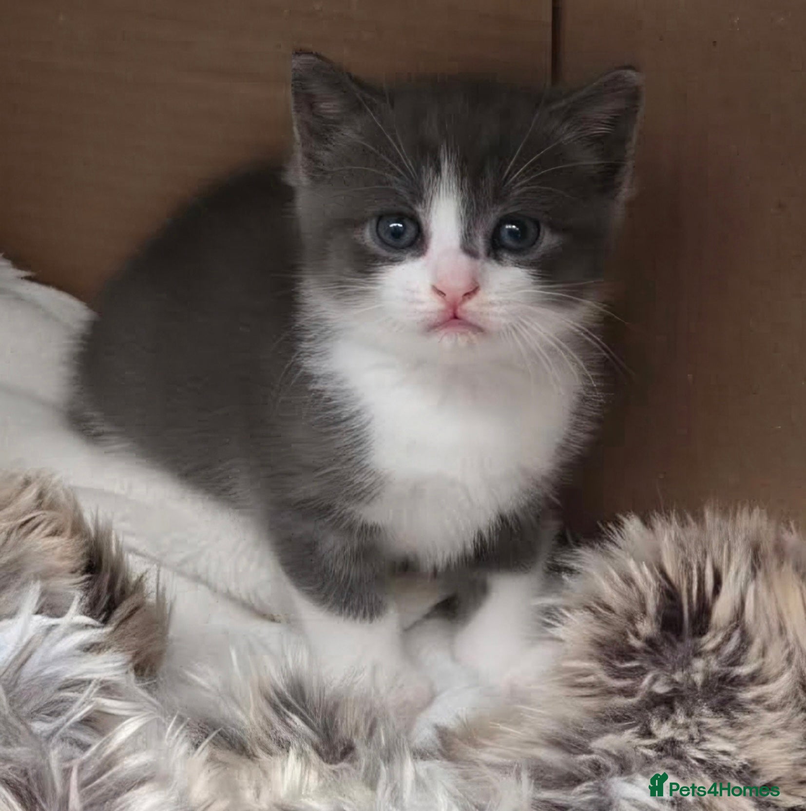 British Shorthair cats Kittens  - Advert 9