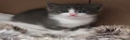 British Shorthair cats for sale: Kittens  - Advert 1