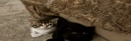 Mixed Breed cats for sale: Adorable kittens looking for their forever homes - Advert 4