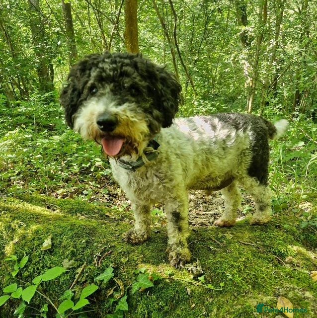 Mixed Breed dogs Gorgeous Sam Looking For His Forever Home  - Advert 1