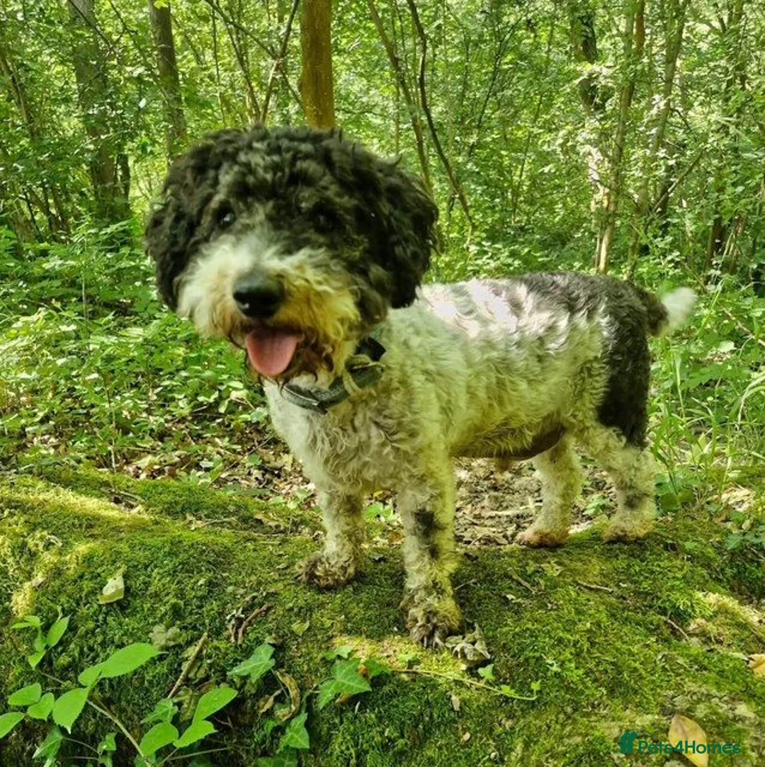 Mixed Breed dogs for adoption: Gorgeous Sam Looking For His Forever Home  in Fareham - Advert 1