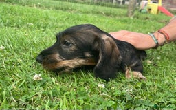 Dachshund dogs for sale: Standard Wire Haired Dachshunds - Image 19