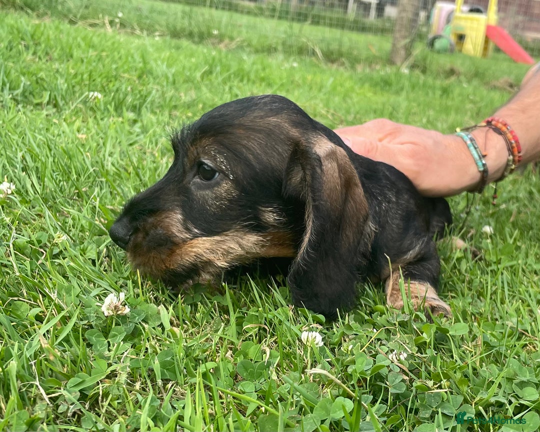 Dachshund dogs for sale: Standard Wire Haired Dachshunds - Image 19