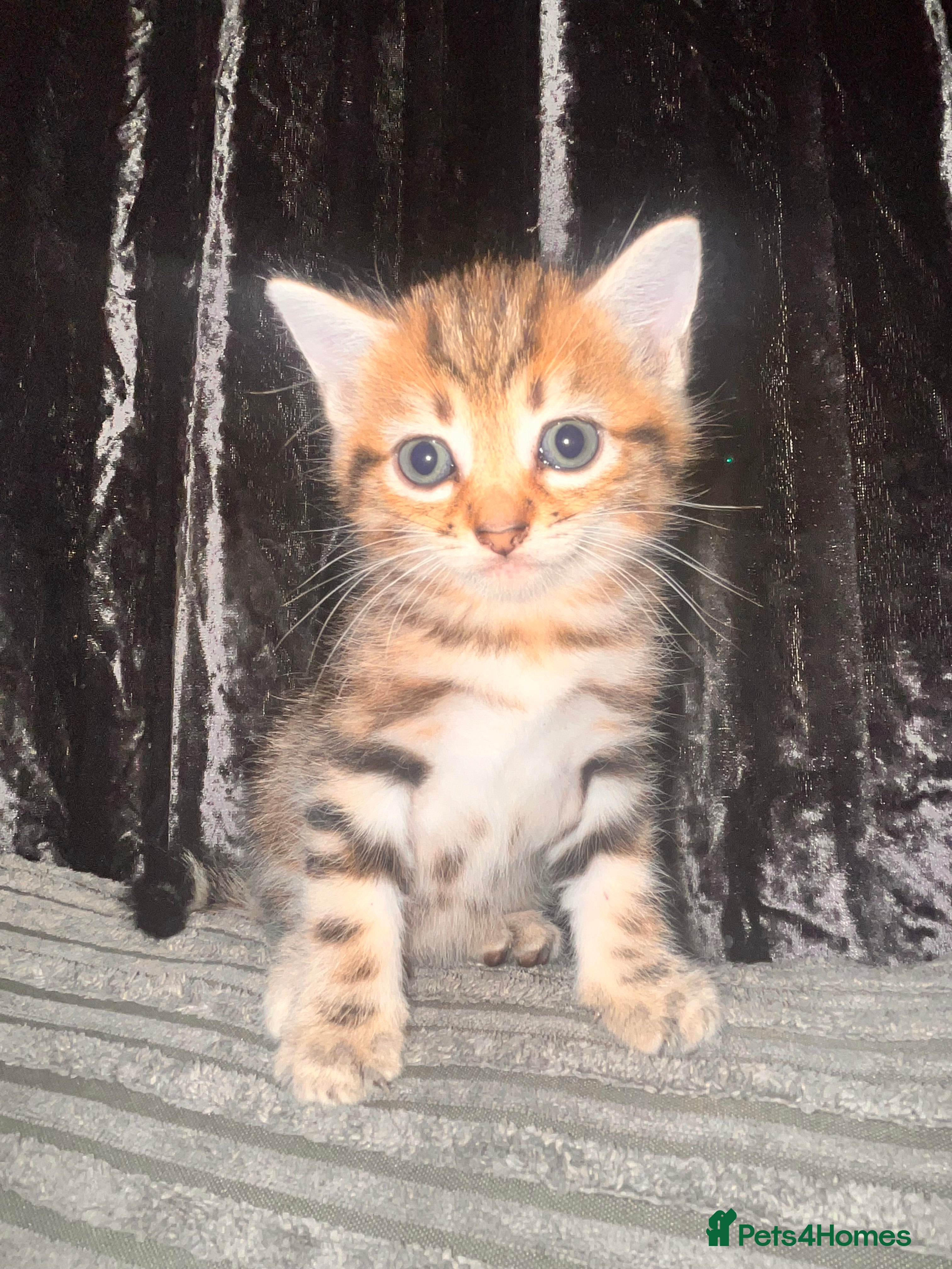 Mixed Breed cats Russian blue x bengal (both parents can be viewed) - Advert 18