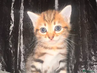 Mixed Breed cats Russian blue x bengal (both parents can be viewed) - Advert 18