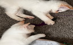 Domestic Shorthair cats for sale: ONE BOY & ONE GIRL LEFT - Image 4