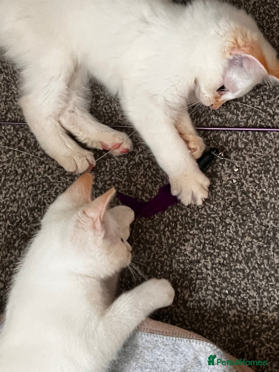 Domestic Shorthair cats for sale: ONE BOY & ONE GIRL LEFT - Image 4