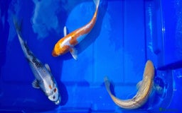 Koi Carp fish for sale: 8 to 10 inch Koi Carp mix pond fish in Chorley  - Image 10