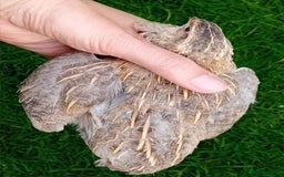 Quail poultry for sale: Laying Coturnix Quail – Confirmed Hens - Image 5