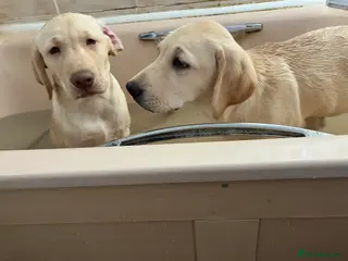 Labrador Retriever dogs Gorgeous Labrador puppies for sale. - Advert 12
