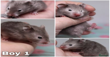 Hamster rodents - Advert 5