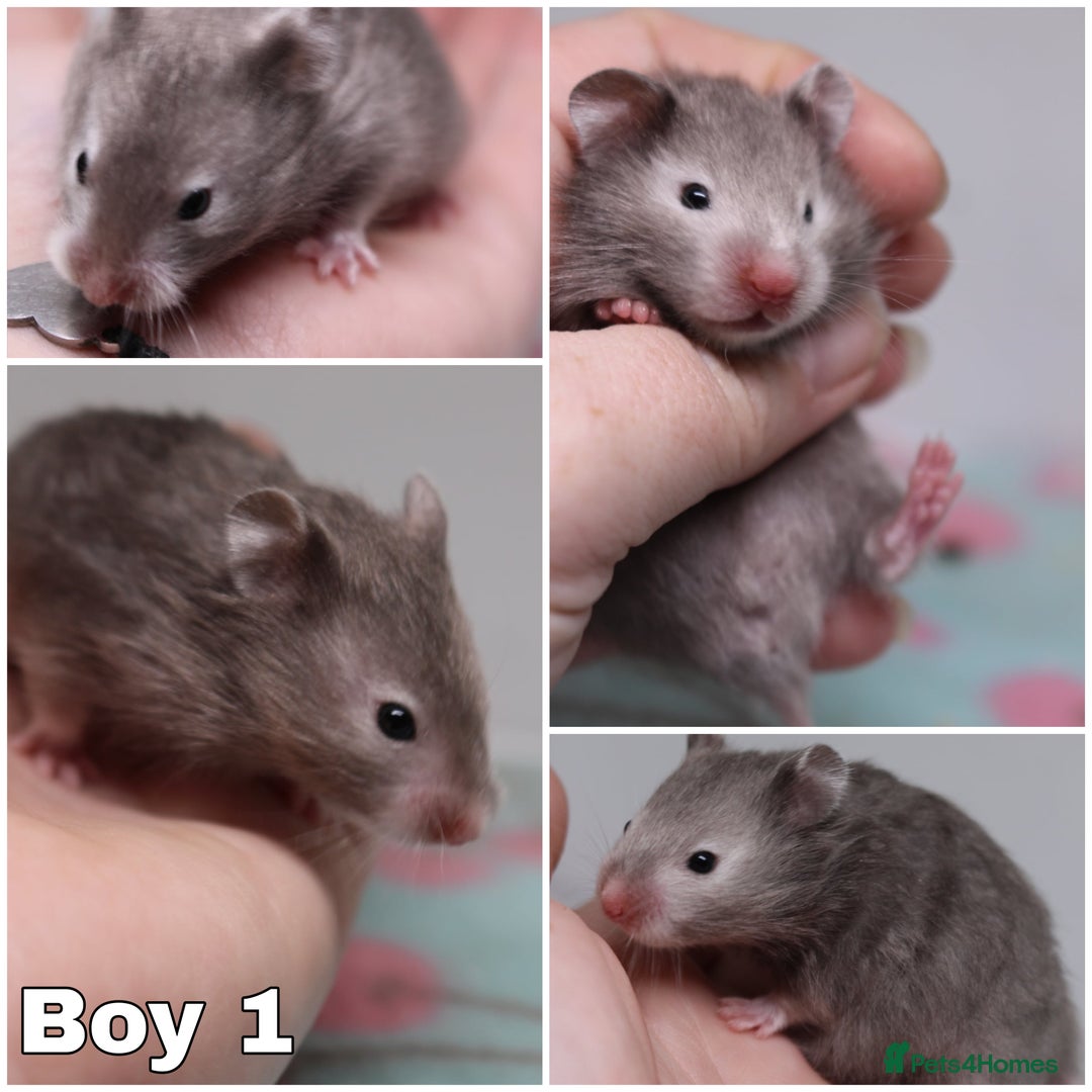 Hamster rodents for sale: Stunning litter of long haired Syrian hamsters  - Image 2