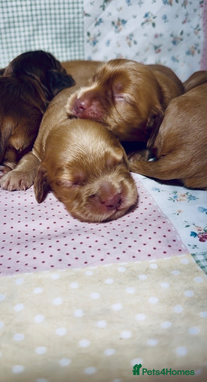 Cocker Spaniel dogs 💕Show cockerspaniel baby’s💕 - Advert 5