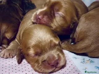 Cocker Spaniel dogs 💕Show cockerspaniel baby’s💕 - Advert 5