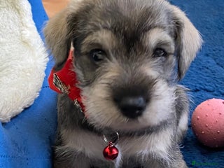 Miniature Schnauzer dogs Miniature Schnauzer Puppies - Advert 2