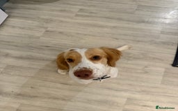 Sprocker dogs for sale: Lily  - Image 1