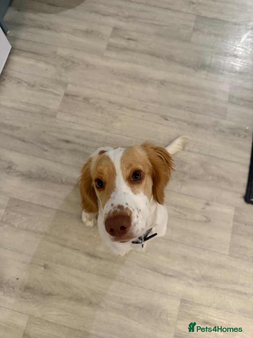 Sprocker dogs for sale: Lily  - Image 1