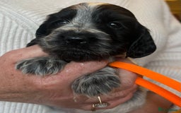 Cocker Spaniel dogs for sale: Show type Cocker Spaniel Pups for sale - Image 3