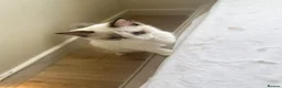 Ragdoll cats for sale: Ragdoll cats&kitten for sell  - Advert 3