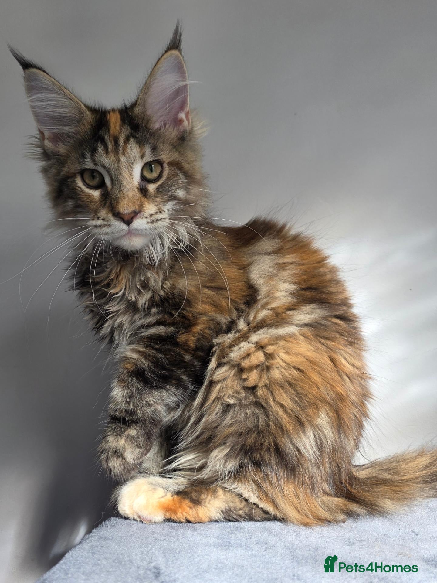 Maine Coon cats TICA Maine Coon Kittens | Russian Bloodlines - Advert 1