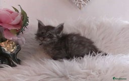 Maine Coon cats for sale: 2 kittens left In Search of Loyal Human Servant - Image 19