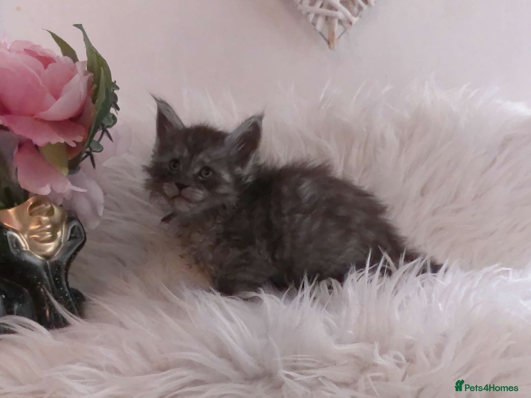 Maine Coon cats for sale: 2 kittens left In Search of Loyal Human Servant - Image 19