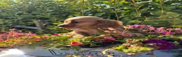Cocker Spaniel dogs for sale: Only 2 left - Advert 19