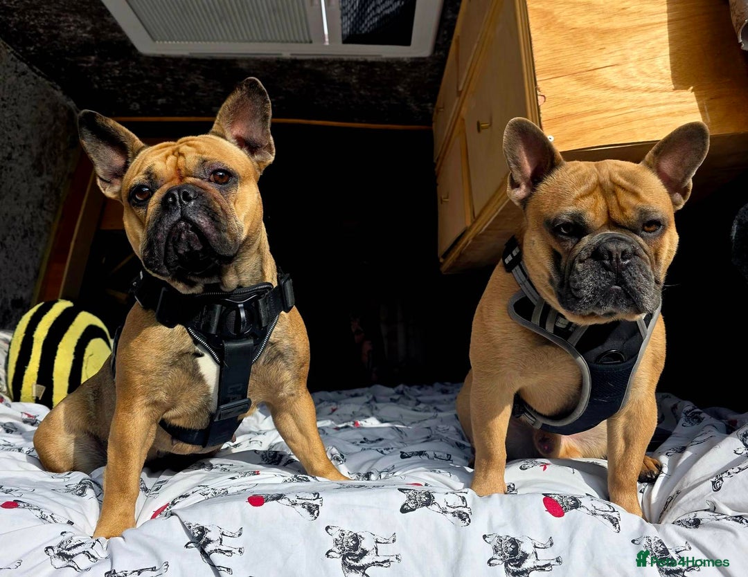 French Bulldog dogs for sale: 4 Chunky Male French Bulldogs - Image 14