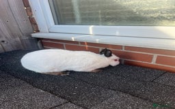 Netherland Dwarf rabbits for sale: Adult Himalayan Netherland Dwarf Doe - Image 4