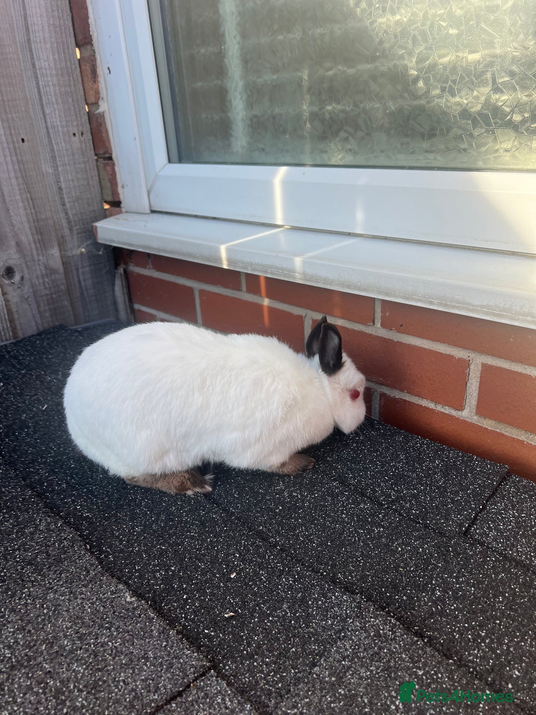 Netherland Dwarf rabbits for sale: Adult Himalayan Netherland Dwarf Doe - Image 4