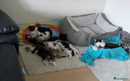 Domestic Shorthair cats for sale: Kind Homes Only – 4 Beautiful Healthy Kittens in Edgware - Image 34