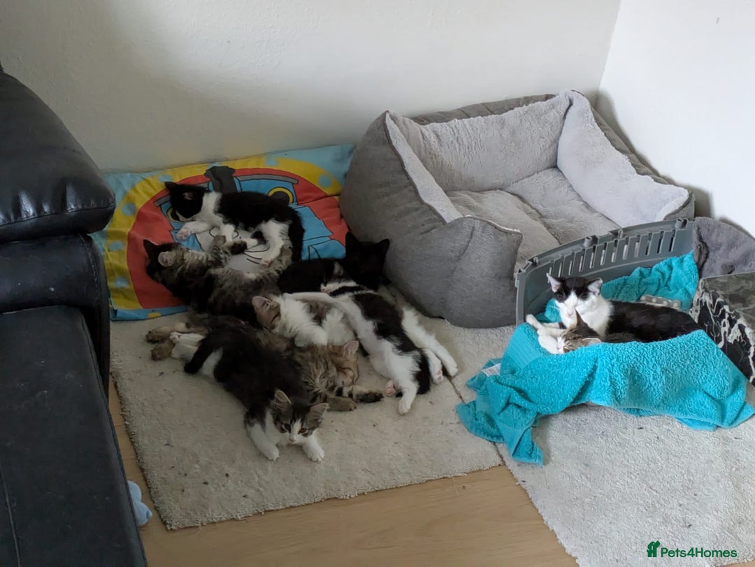 Domestic Shorthair cats for sale: Kind Homes Only – 4 Beautiful Healthy Kittens in Edgware - Image 34